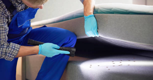 Best Termite Control Services  in Pima, AZ